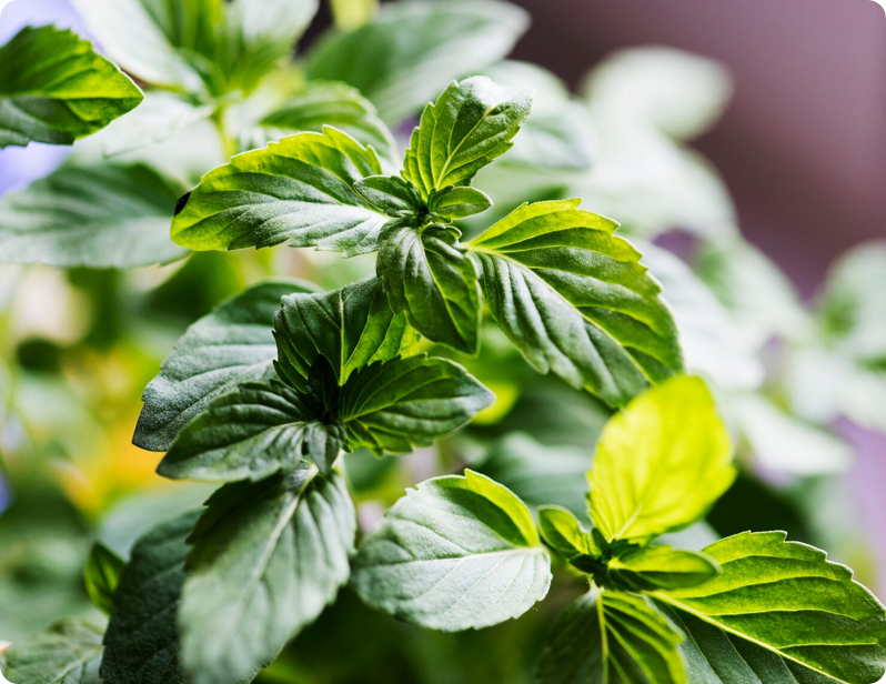 tulsi