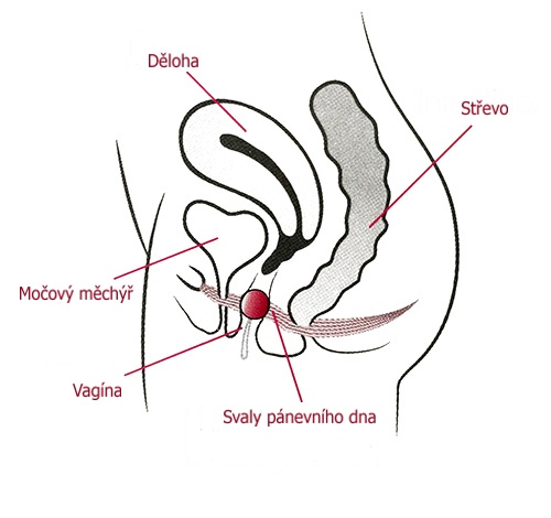 Umístění vaginální kuličky 