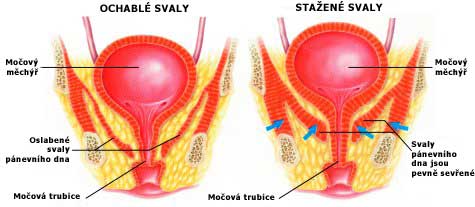 svaly pánevního dna