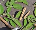 Herbalus ASHWAGANDHA standardizovaný 10% extrakt 120 kapslí